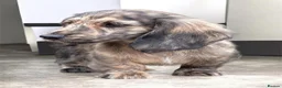 Miniature Dachshund dogs for sale: KC mini longhaired brindle dachshunds  - Advert 1