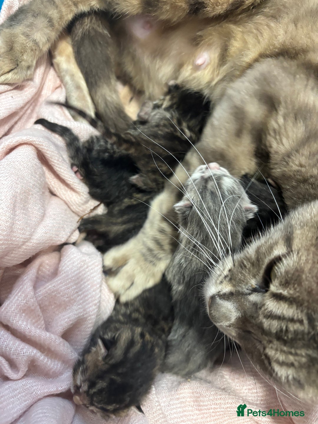 Bengal cats for sale: Full bengal kittens - Image 5