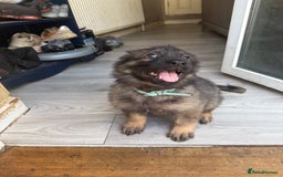German Shepherd dogs for sale: READY NOW! German Shepherd x Belgian Malinois - Image 11