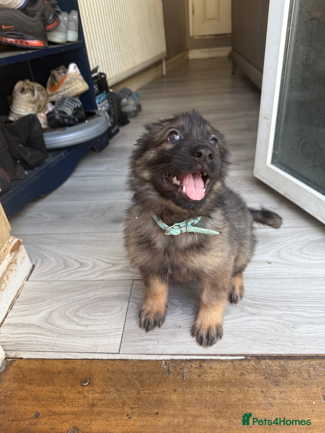 German Shepherd dogs for sale: READY NOW! German Shepherd x Belgian Malinois - Image 11
