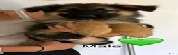 German Shepherd dogs for sale: Gorgeous Black&Tan KC German Shepherds 🐾 in Wisbech - Advert 7