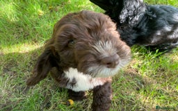 Sproodle dogs for sale: Stunning F1 sproodle  - Image 7