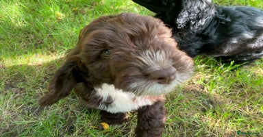 Sproodle dogs - Advert 4