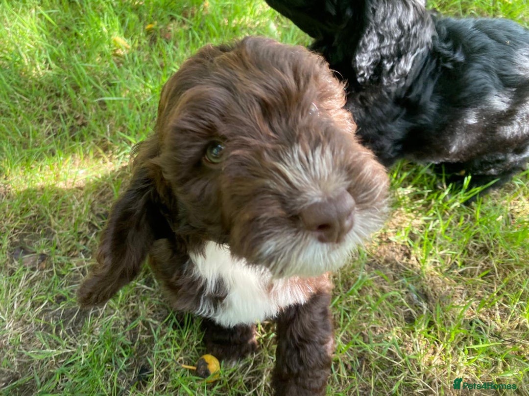 Sproodle dogs for sale: Stunning F1 sproodle  - Image 7