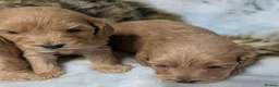Cockapoo dogs for sale: Quality DNA Clear Cockapoo Puppies  - Advert 14