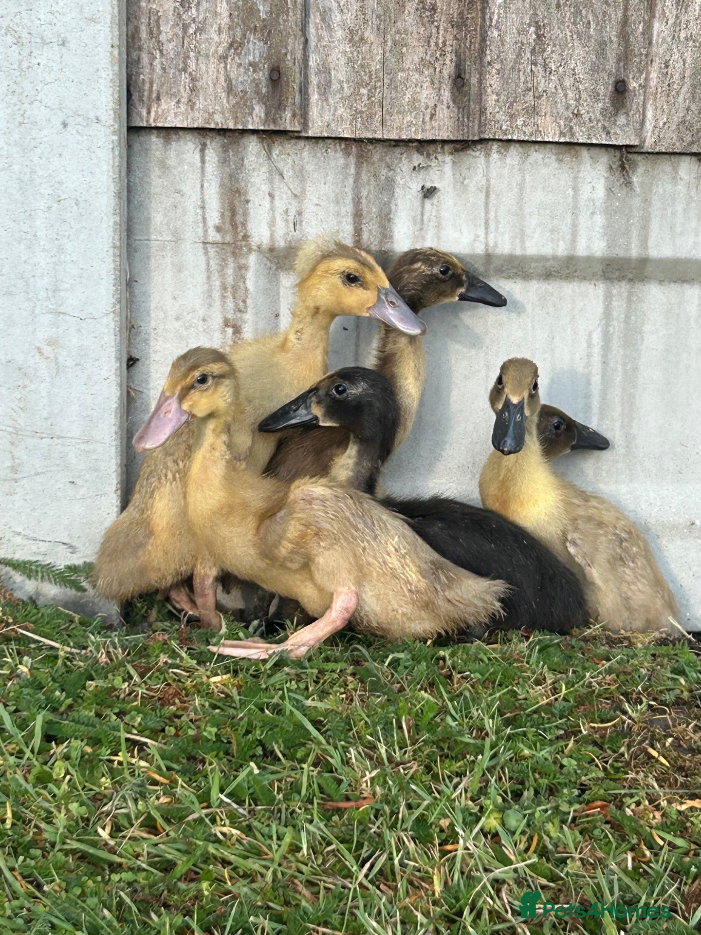 Ducks poultry for sale: Female runner ducklings  - Advert 2