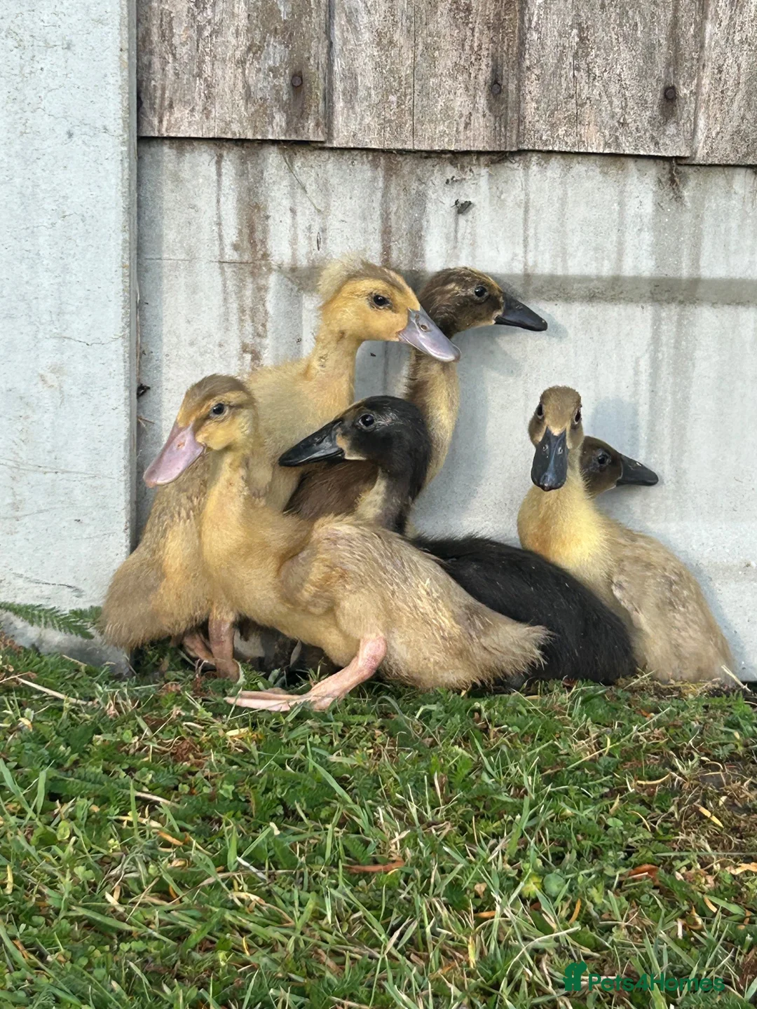 Ducks poultry for sale: Female runner ducklings  - Advert 1