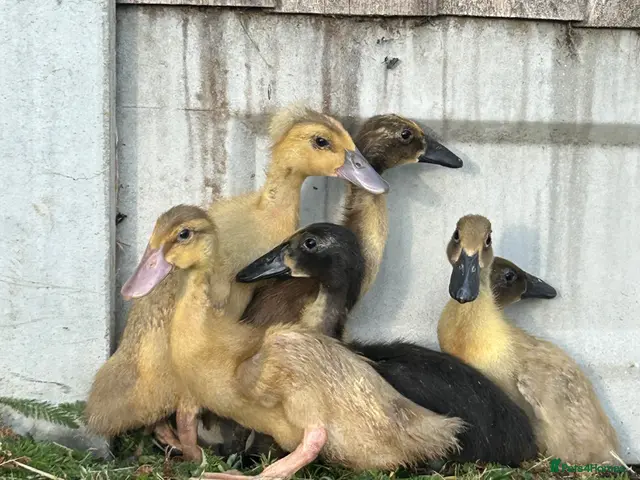 Ducks poultry for sale: Female runner ducklings - Advert 2