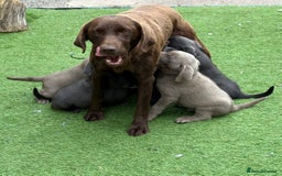 Labrador Retriever dogs for sale: KC Silver, Charcoal & Black Labs for sale - Image 21