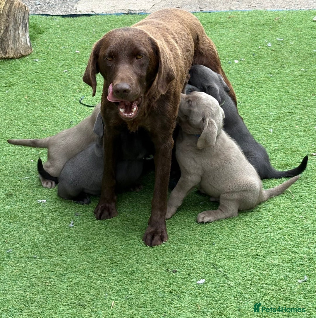 Labrador Retriever dogs for sale: KC Silver, Charcoal & Black Labs for sale - Image 21