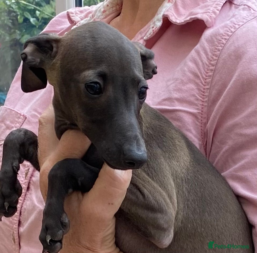 Italian Greyhound dogs for sale: ITALIAN GREYHOUND PUPPIES  - Image 4