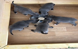 Staffordshire Bull Terrier dogs for sale: Beautiful blue Staffordshire puppies for sale 🐾 - Image 5