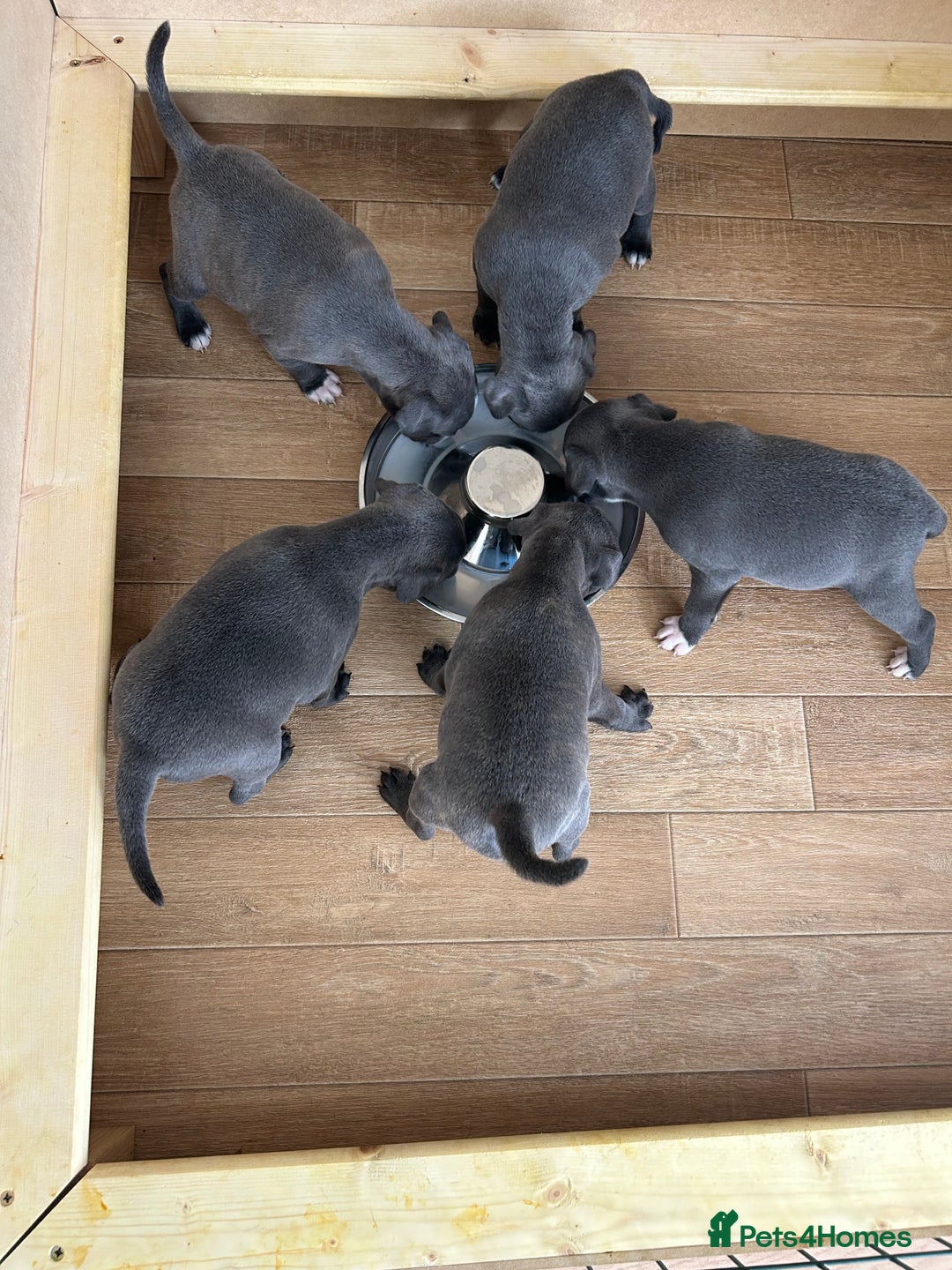 Staffordshire Bull Terrier dogs for sale: Beautiful blue Staffordshire puppies for sale 🐾 - Image 5