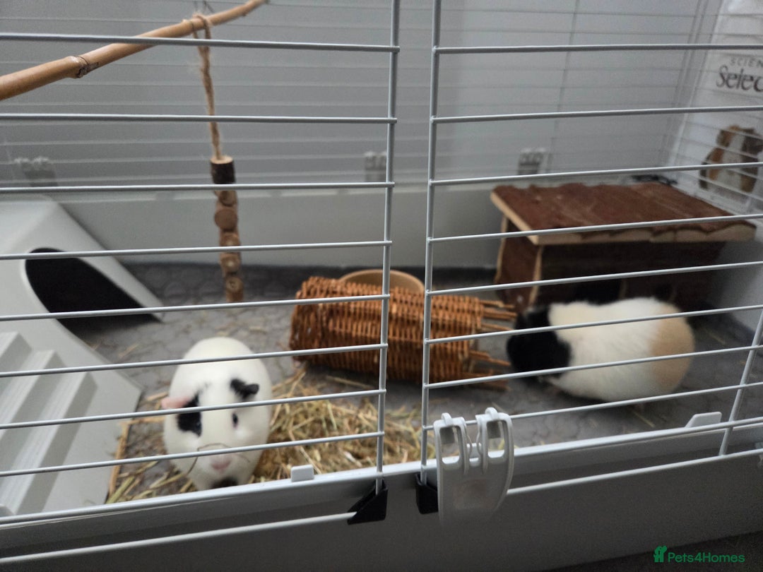 Guinea Pig rodents for sale: Two female guienea pigs 5 months  - Advert 3
