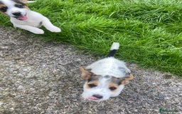 Jack Russell dogs for sale: Jack Russell pups - Image 3