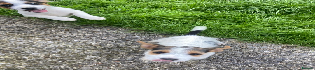 Jack Russell Puppy 2