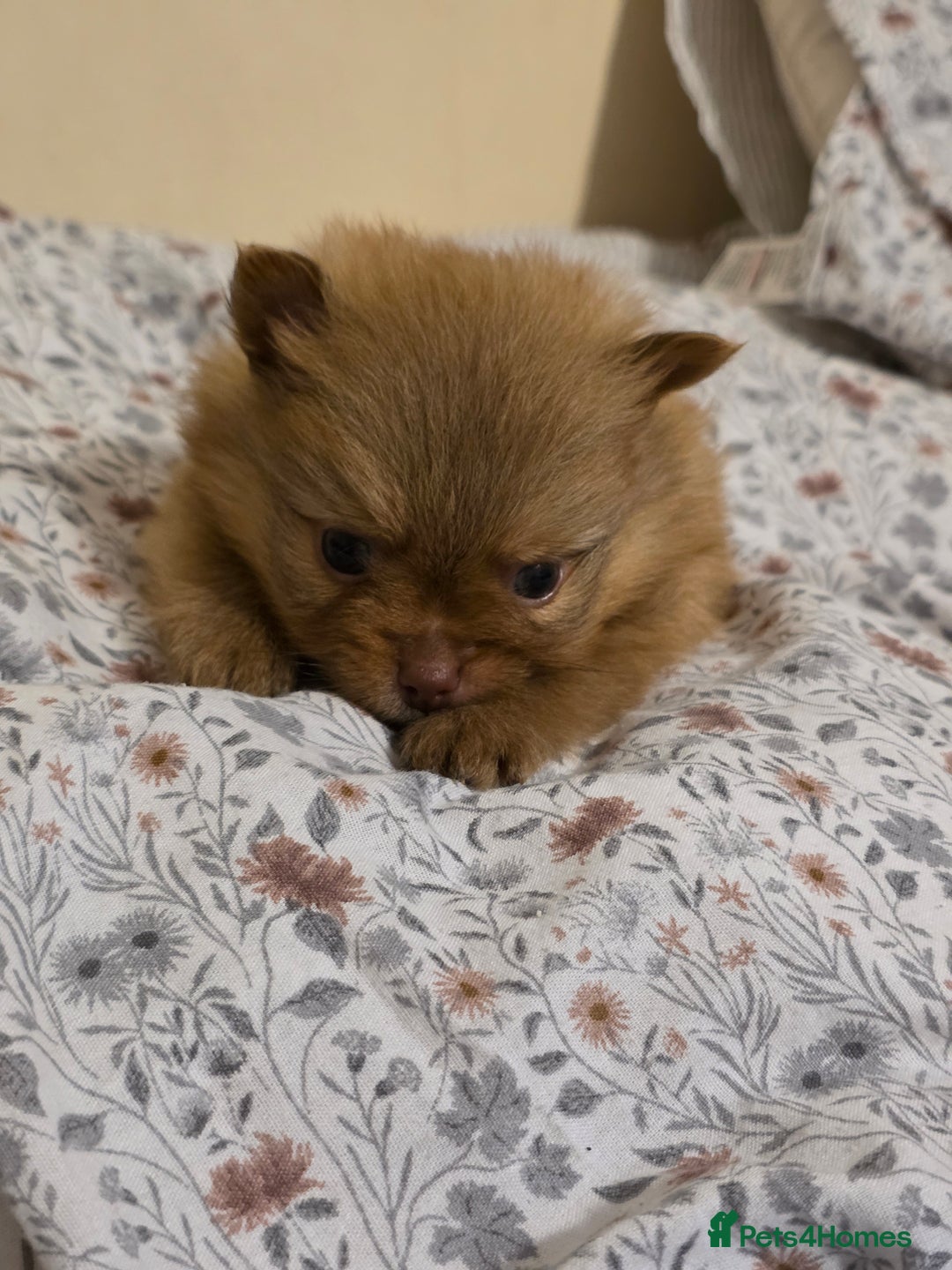 Pomeranian dogs for sale: Hello - Advert 27