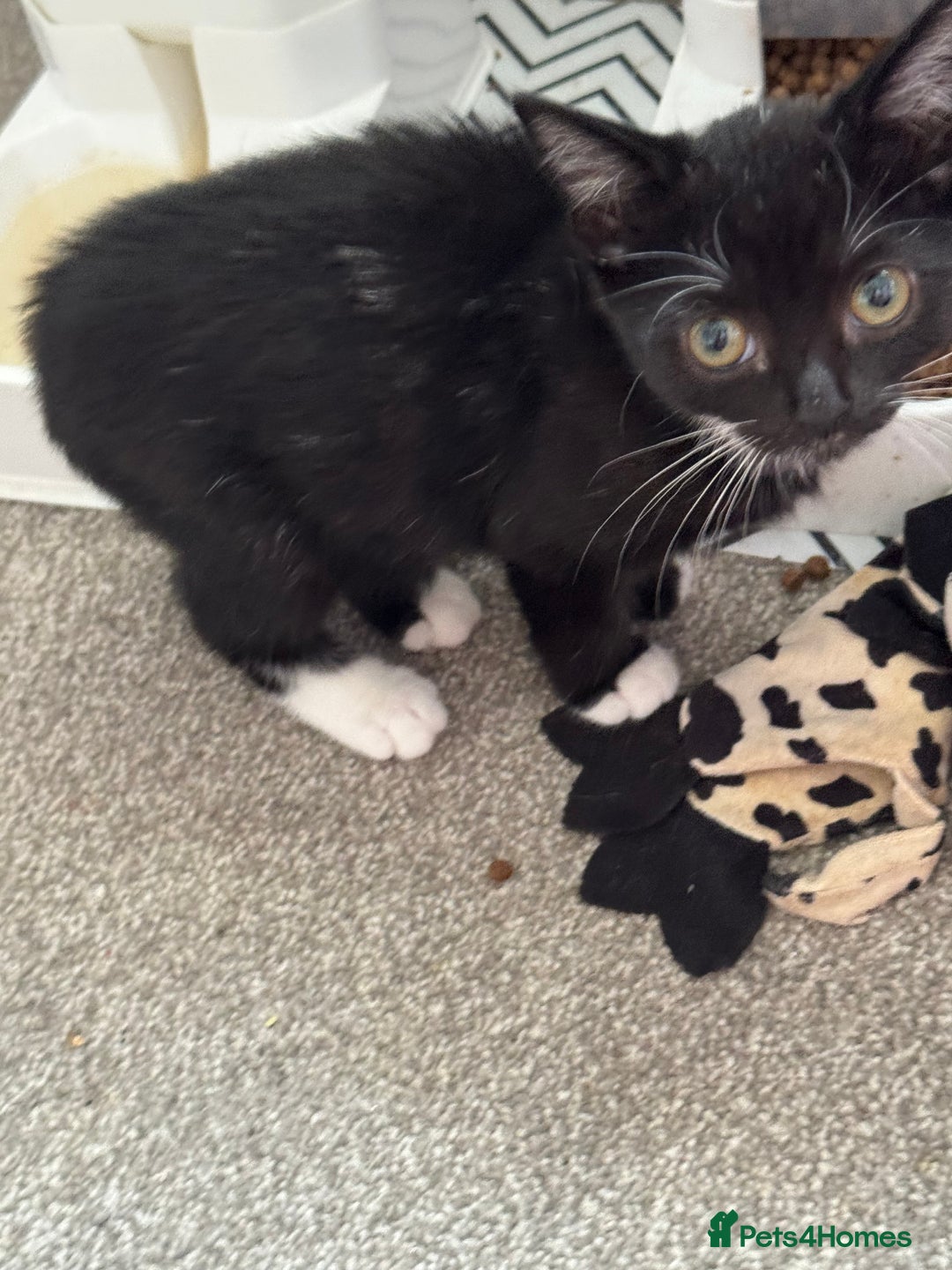 Mixed Breed cats for sale: 3x tuxedo 1x tabby - Image 6