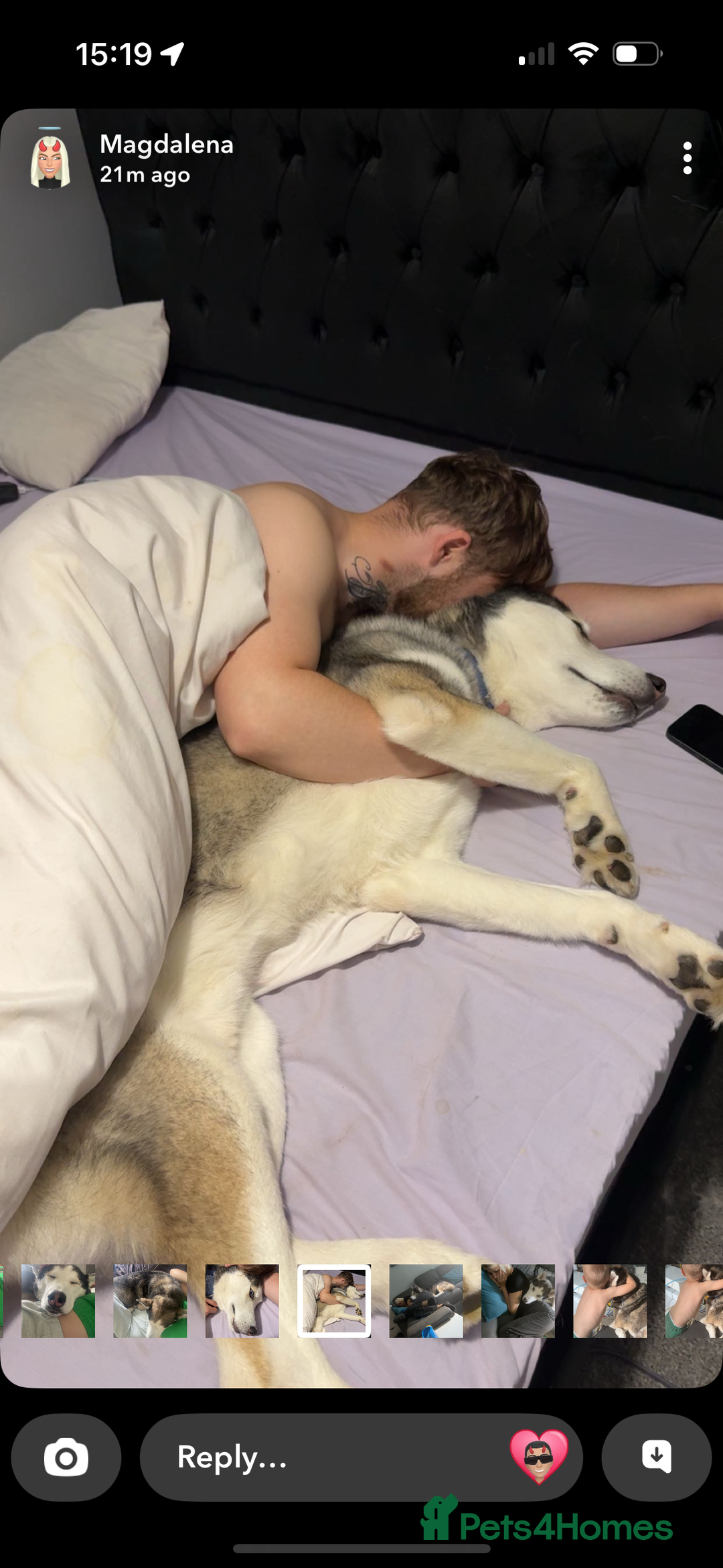 Siberian Husky dogs for sale: Siberian husky puppy - Image 6