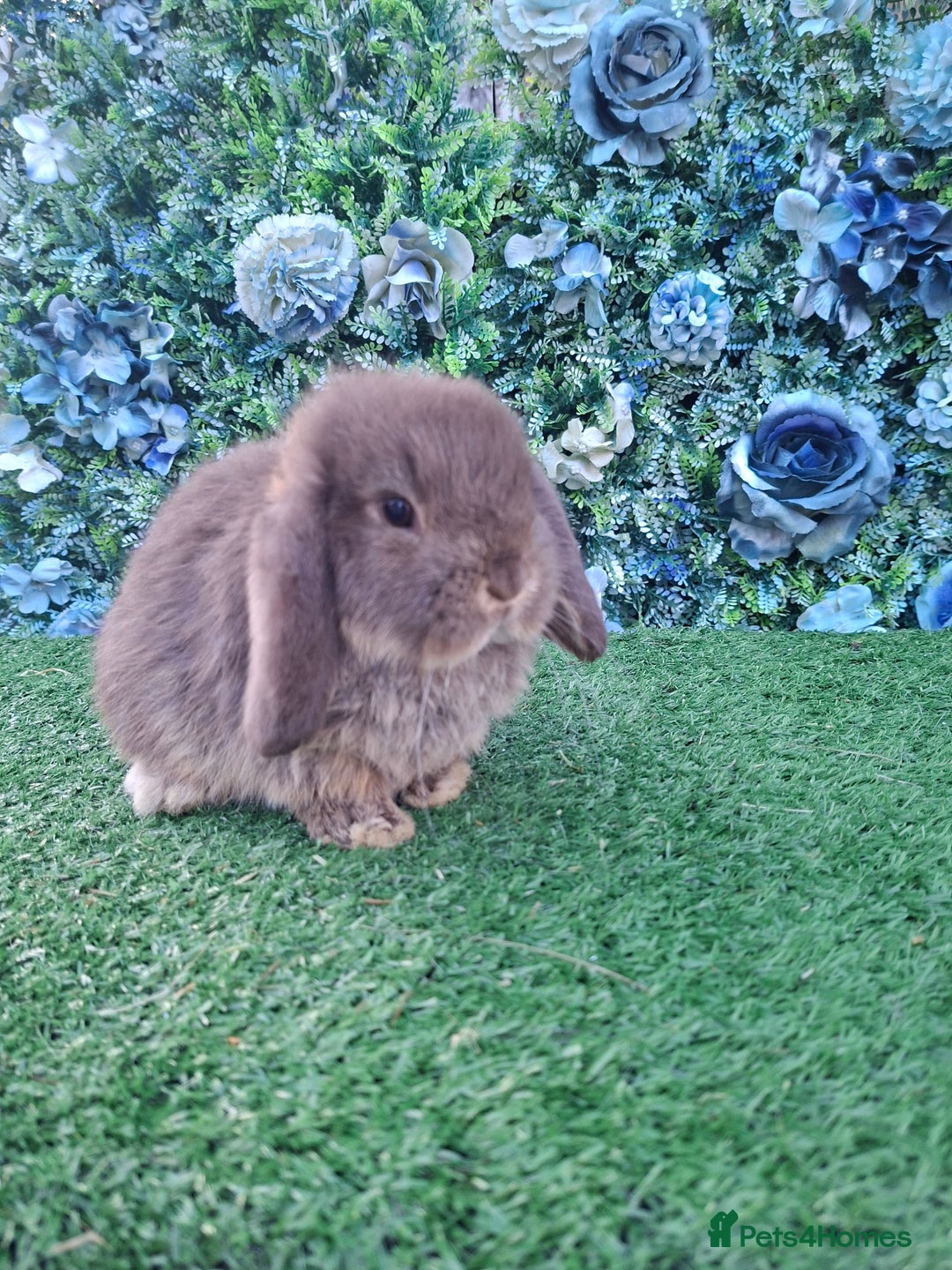 Mini Lop rabbits for sale: Beautiful Mini Lop babies Ready 18th Dec  - Advert 4