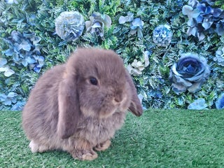 Mini Lop rabbits Beautiful Mini Lop babies Ready 18th Dec - Advert 17