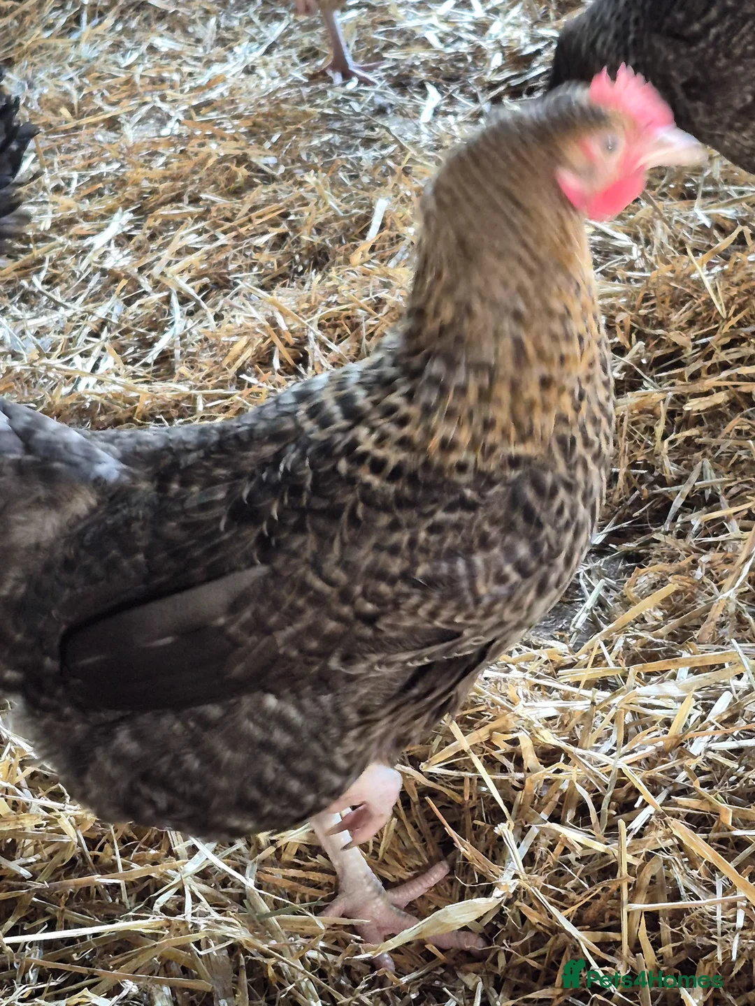 Chickens poultry for sale: Hybrid POL hens - Advert 2