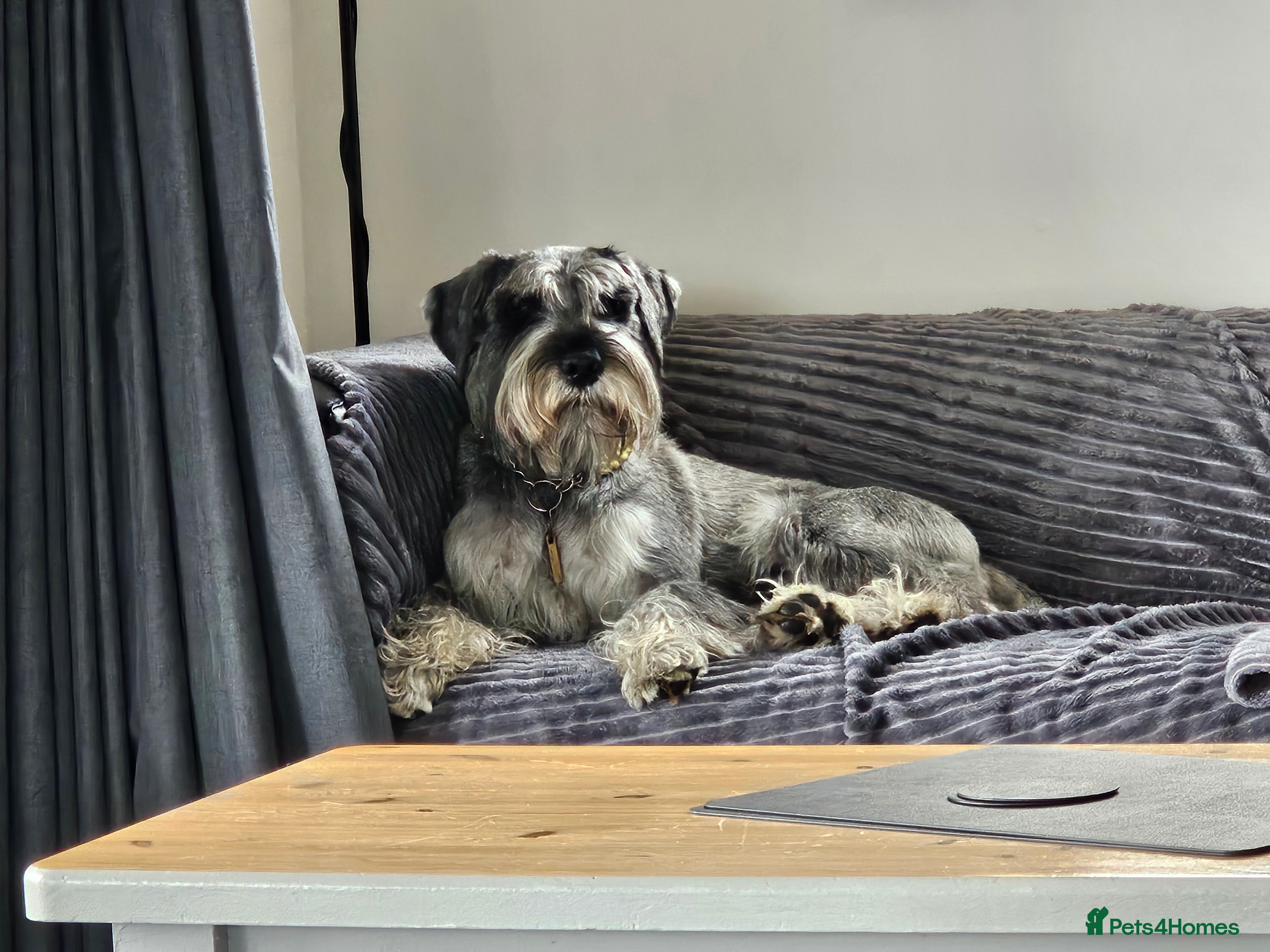Schnauzer dogs Standard schnauzer for Stud - Advert 1