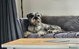Schnauzer dogs for stud: Standard schnauzer for Stud - Image 1