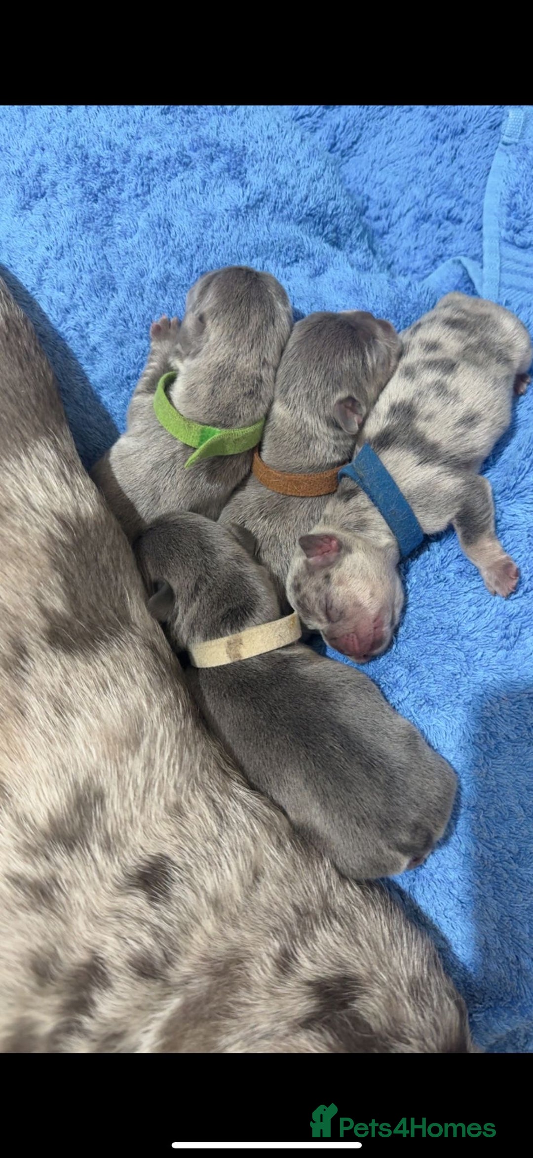 French Bulldog dogs for sale: 5 Male French Bulldog Puppies - Image 24