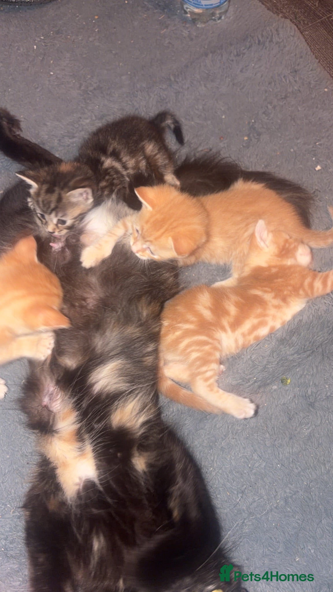 British Longhair cats Beautiful kittens  - Advert 7