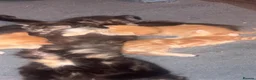 British Longhair cats for sale: Beautiful kittens  in Deeside - Advert 1