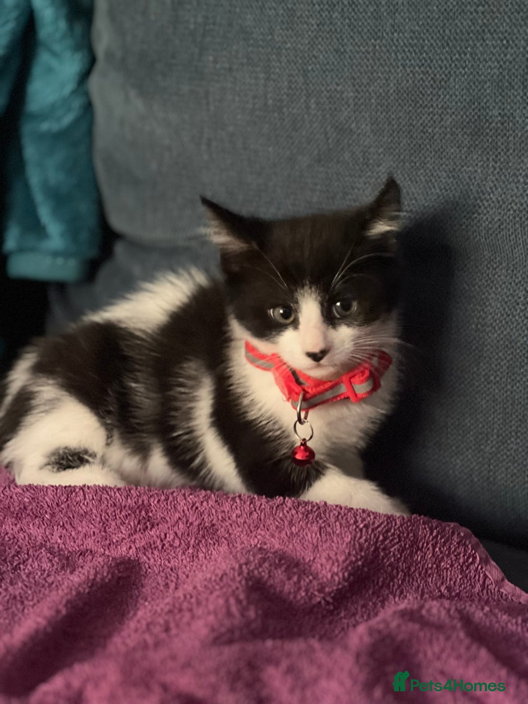 Mixed Breed cats for sale: Fabulous fun , fluffy and  happy kittens  - Image 11
