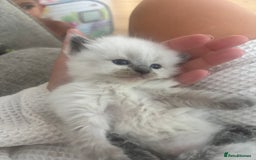 Ragdoll cats for sale: GCCF champion bloodline seal point Ragdollls - Image 3