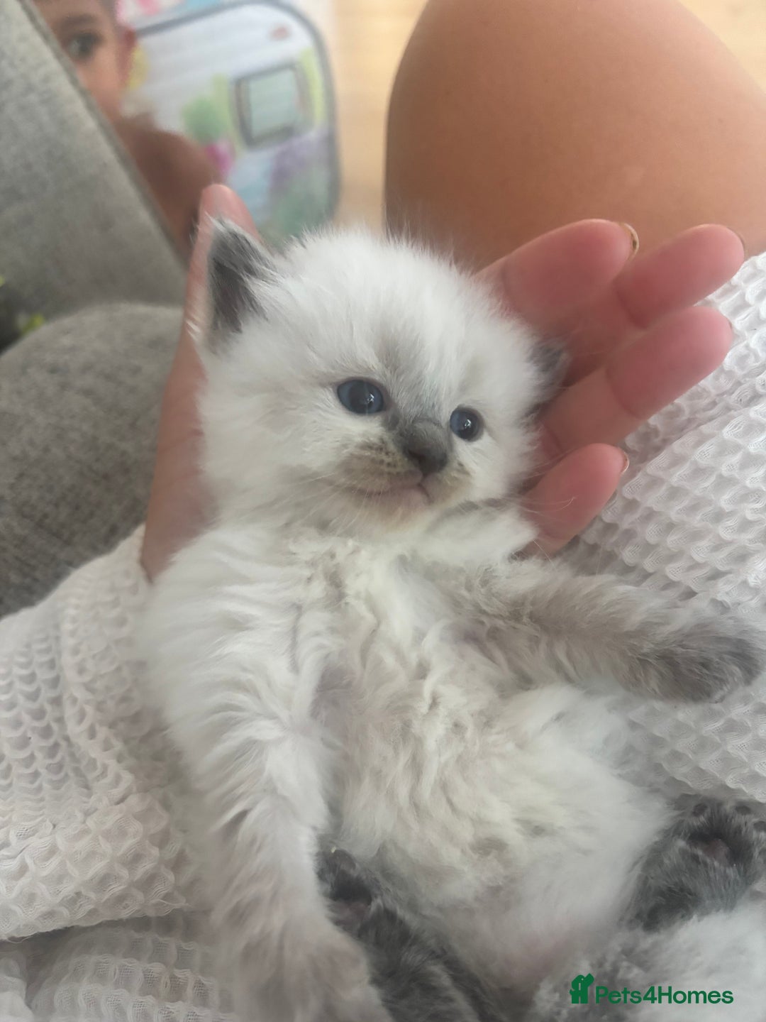 Ragdoll cats for sale: GCCF champion bloodline seal point Ragdollls - Image 3