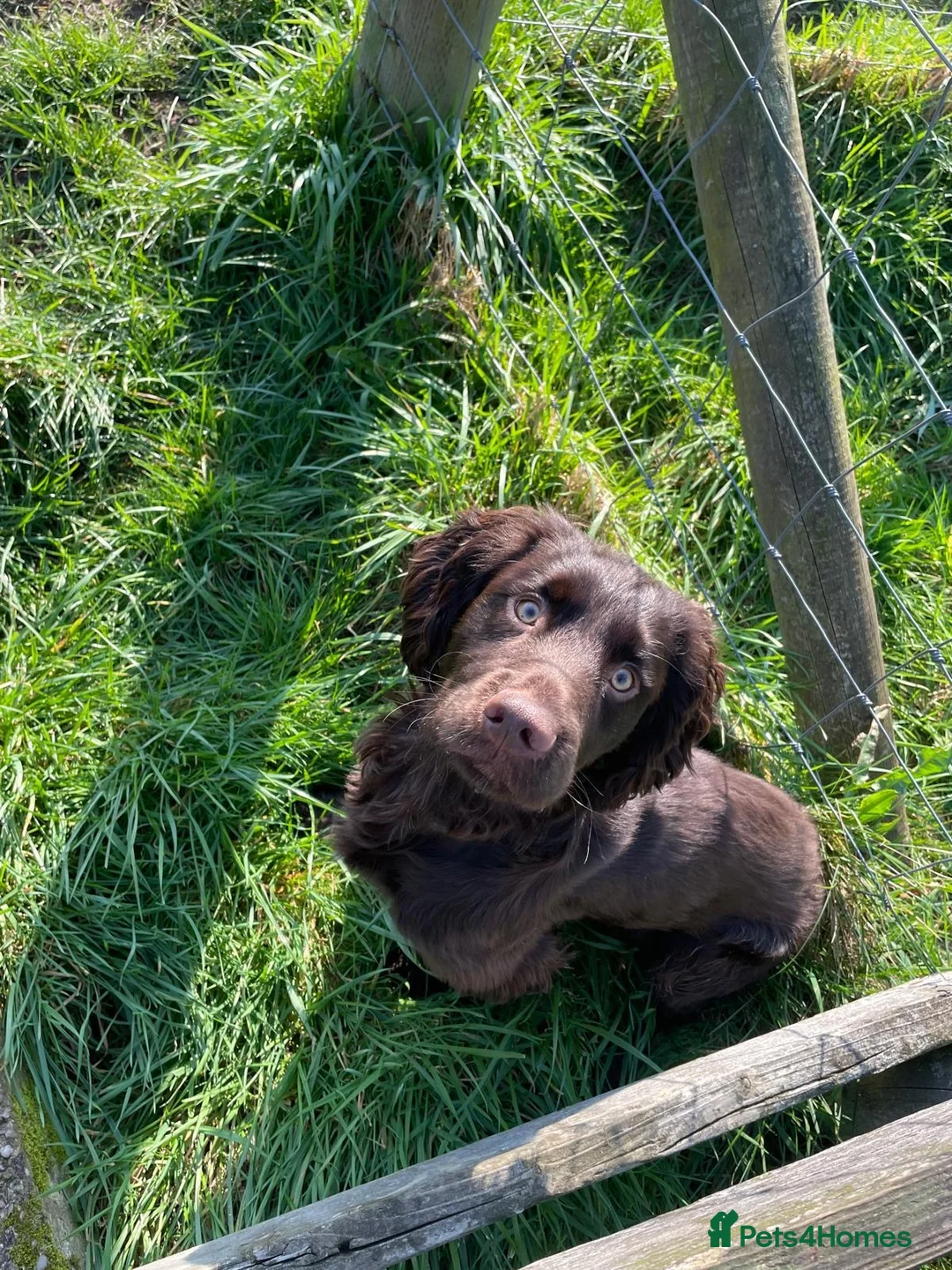 Mixed Breed dogs for sale: Working Spaniel cross  - Advert 2