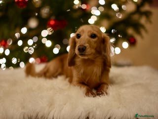 Miniature Dachshund dogs Beautiful English cream - Advert 8