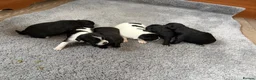 Jack Chi dogs for sale: 6 Adorable Puppies for Sale-4 Black, 2 Blac &White in Stourport-on-Severn - Advert 21