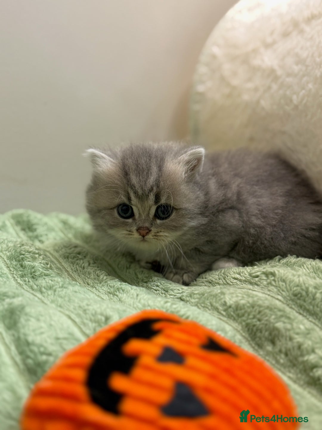 British Shorthair cats for sale: Affectionate lap cats health tested parents  - Image 31