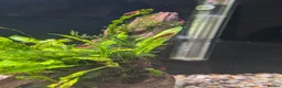 Shrimps fish for sale: Bloody Mary Shrimp x5 in Billericay - Advert 1