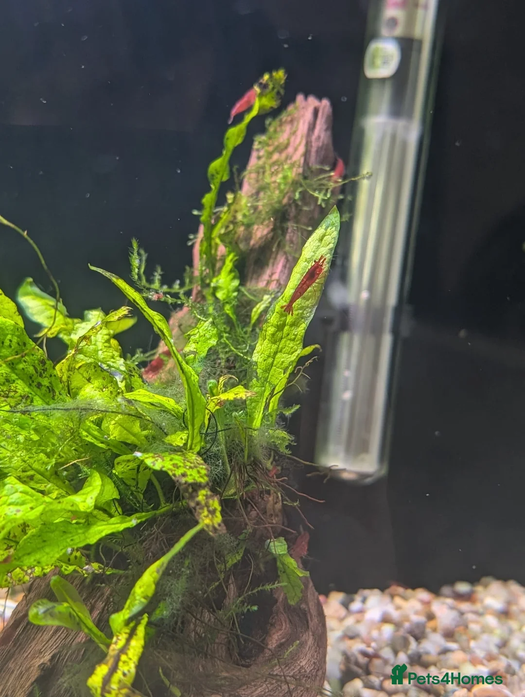 Shrimps fish for sale: Bloody Mary Shrimp x5 in Billericay - Advert 1