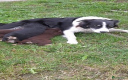 Mixed Breed dogs for sale: 3 female pups Border collie × Kelpie  - Image 2