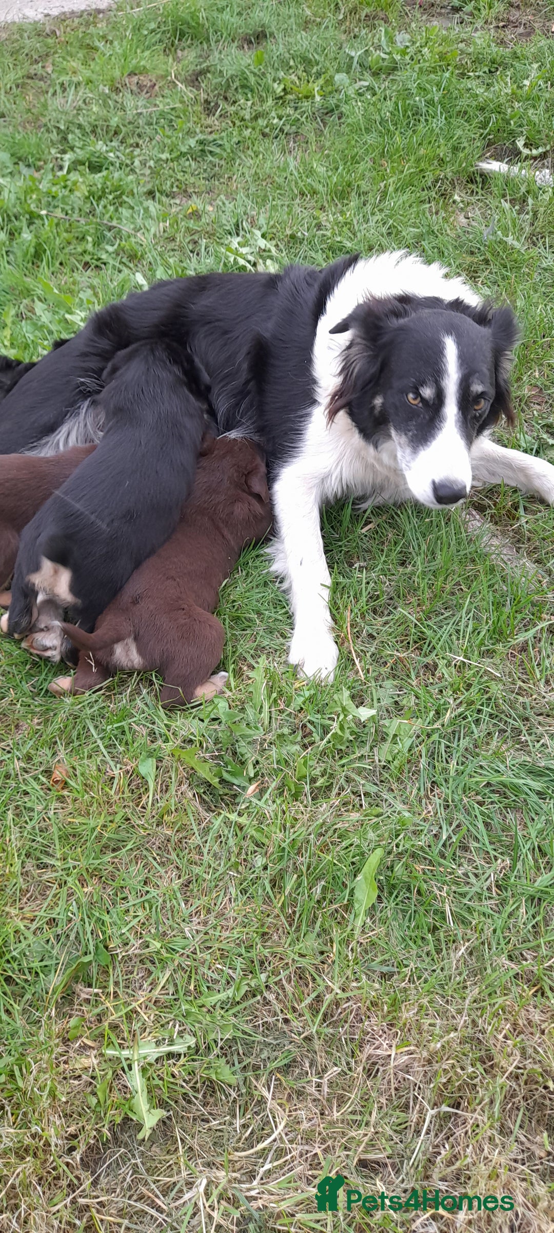 Mixed Breed dogs for sale: 3 female pups Border collie × Kelpie  - Image 2