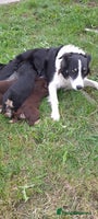 Mixed Breed dogs - Advert 16