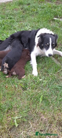Mixed Breed dogs - Advert 3