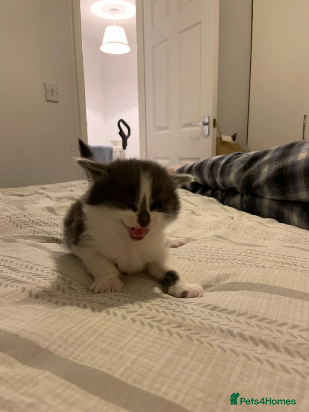 Mixed Breed cats for sale: Beautiful Playful Kittens Ready for Loving Homes - Advert 16