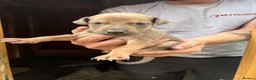 Lurcher dogs for sale: Lurcher pups - Advert 7