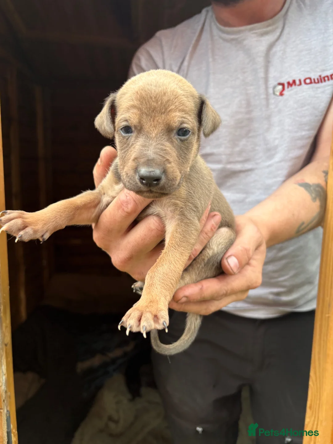 Lurcher dogs for sale: Lurcher pups - Advert 7