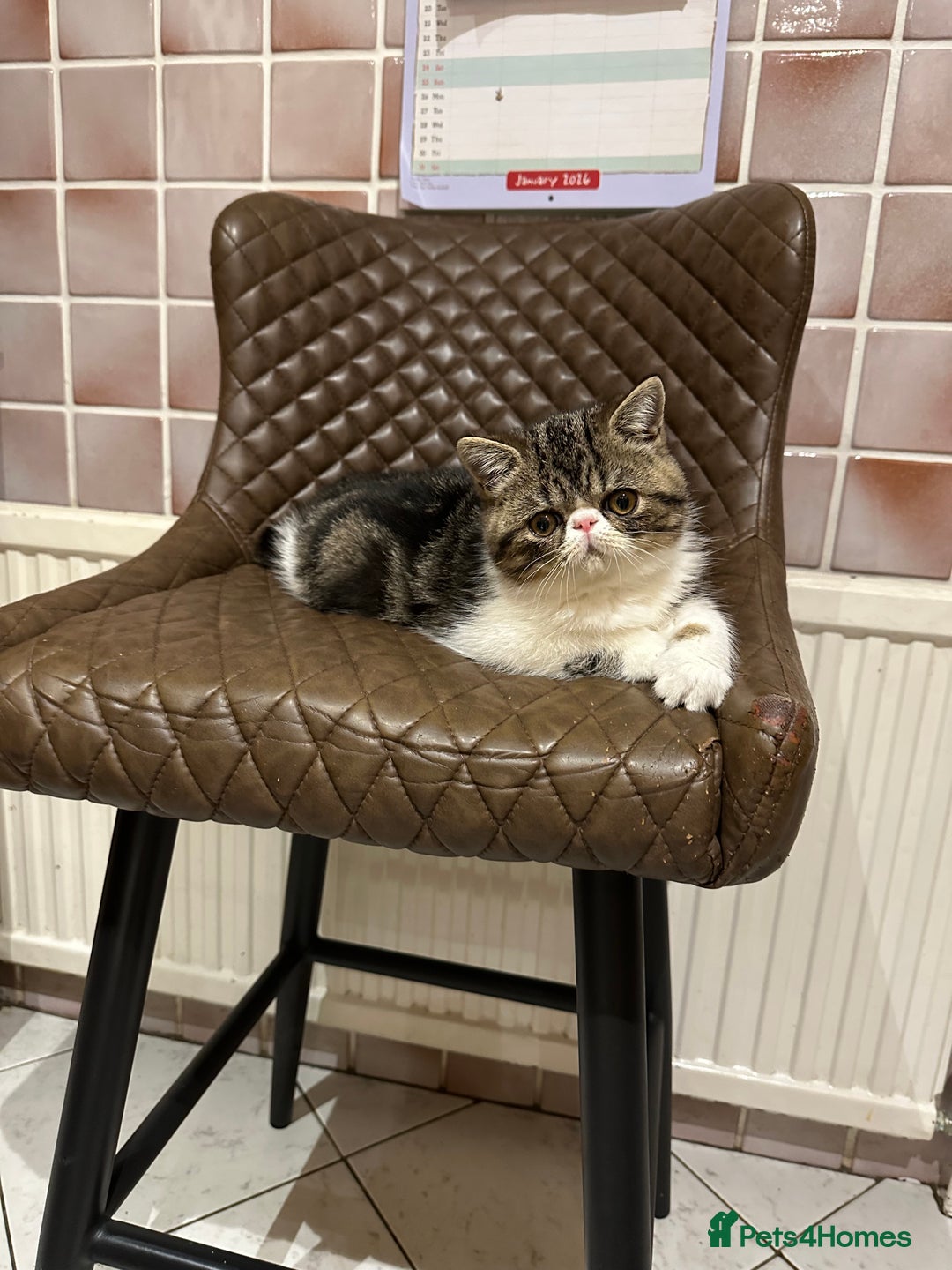 Exotic cats for sale: Brown Tabby & White exotic shorthair  - Advert 1