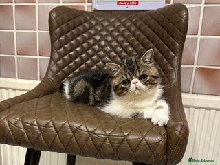 Exotic cats Brown Tabby & White exotic shorthair - Advert 5