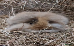 Mini Lion Lop rabbits for sale: Mini lion head lops - Image 4